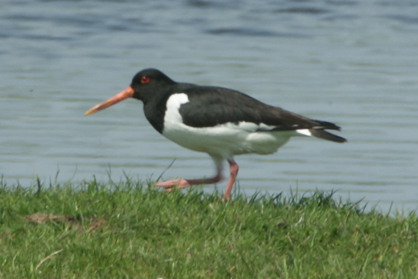 scholekster