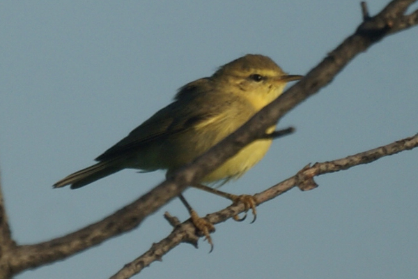 spotvogel