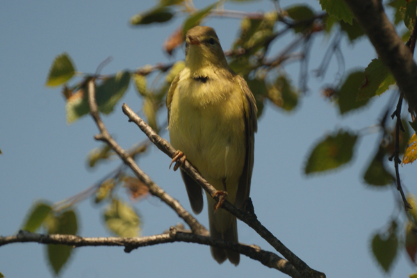 spotvogel