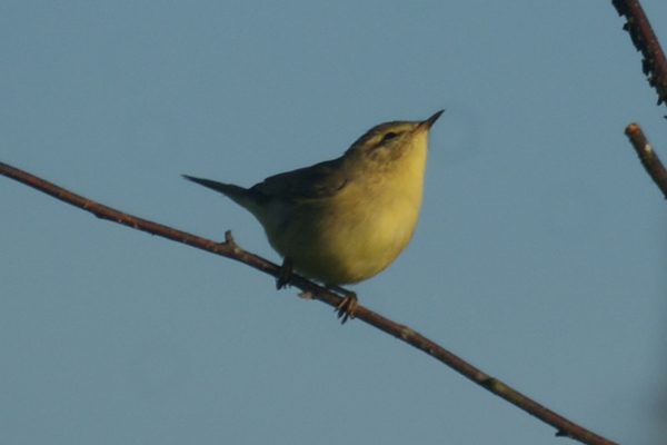 spotvogel