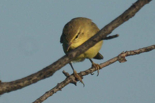 spotvogel
