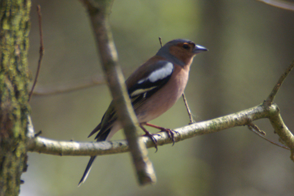 vink