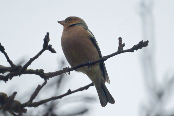 vink
