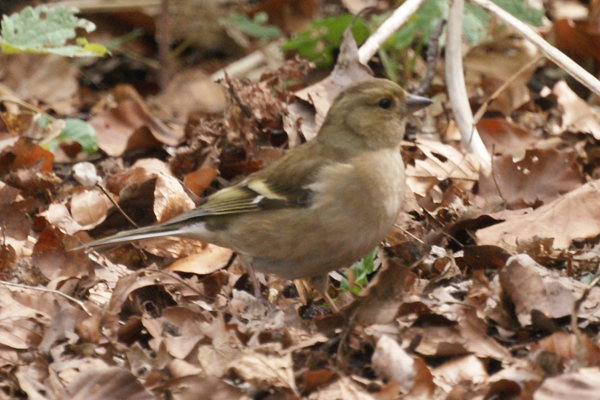 vink