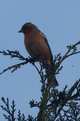 vink