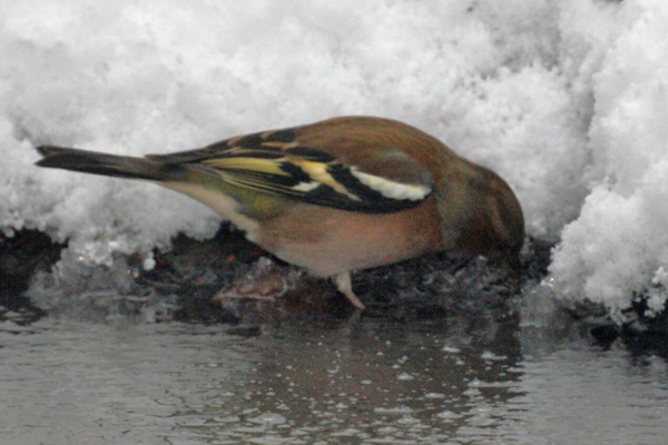 vink