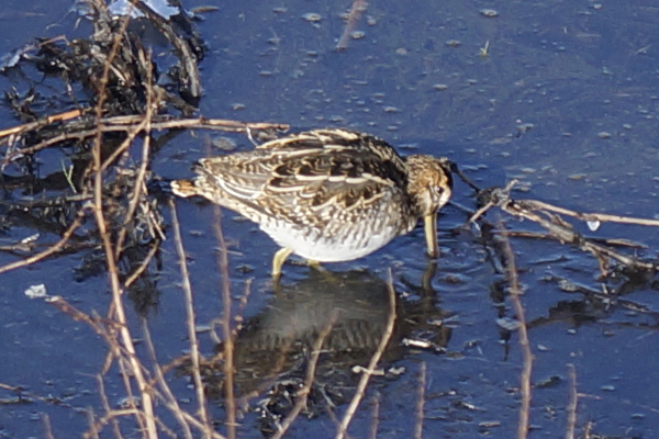 watersnip