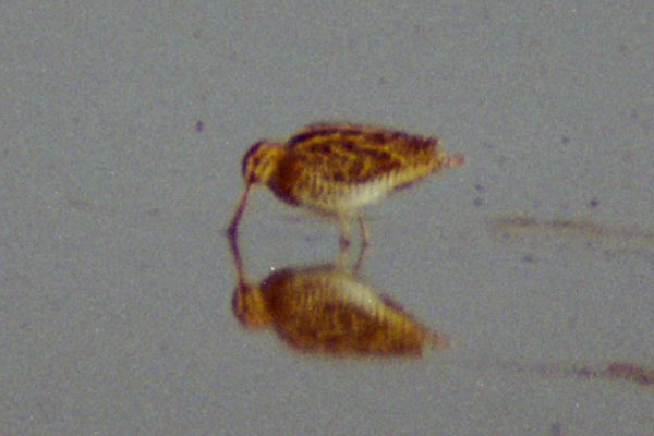 watersnip