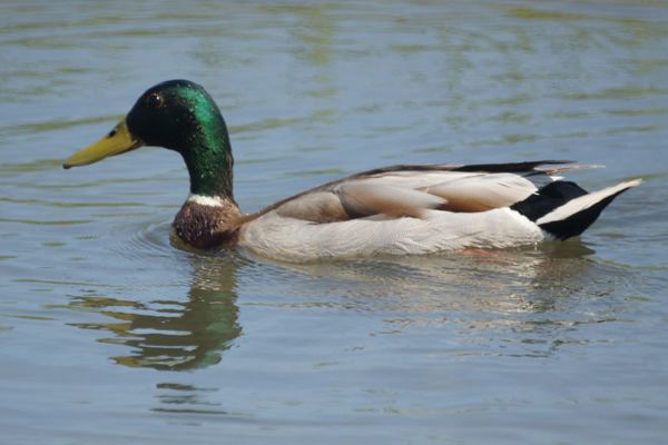 wilde eend
