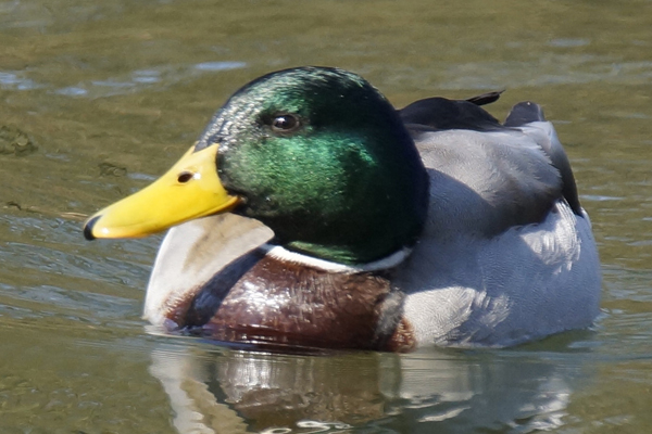 wilde eend