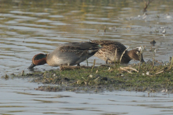 wintertaling