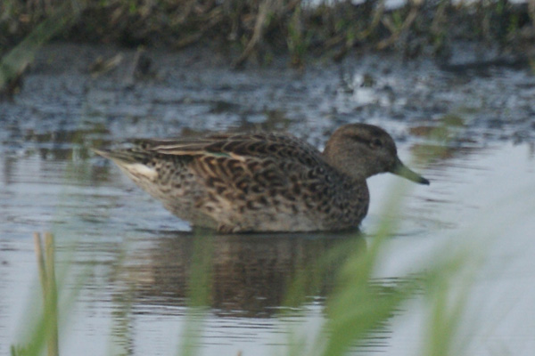 wintertaling