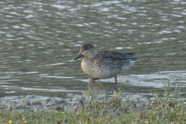 wintertaling