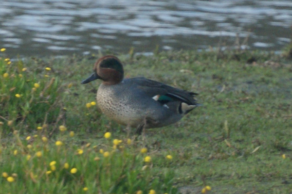 wintertaling