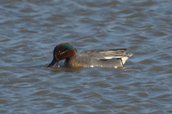 wintertaling