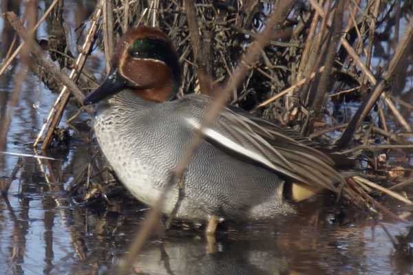 wintertaling