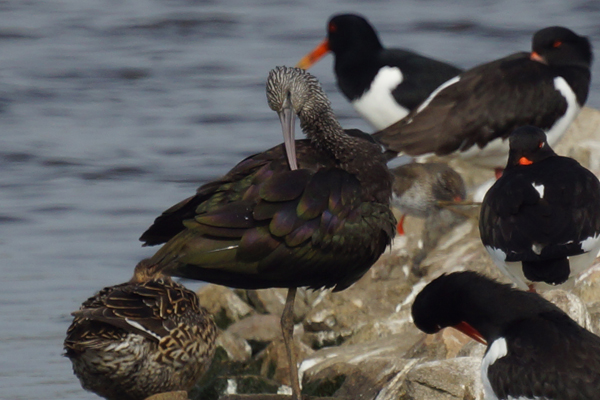 zwarte ibis