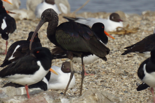 zwarte ibis
