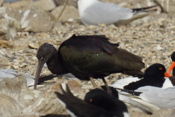 zwarte ibis
