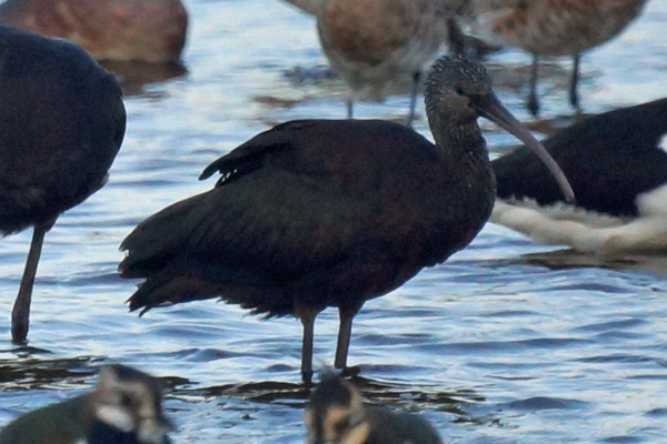 zwarte ibis
