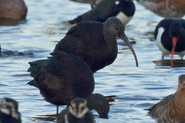 zwarte ibis
