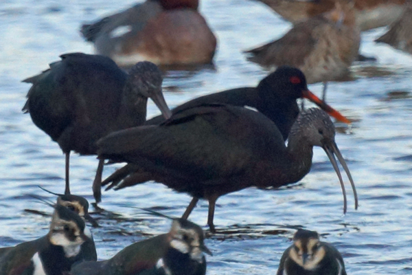 zwarte ibis