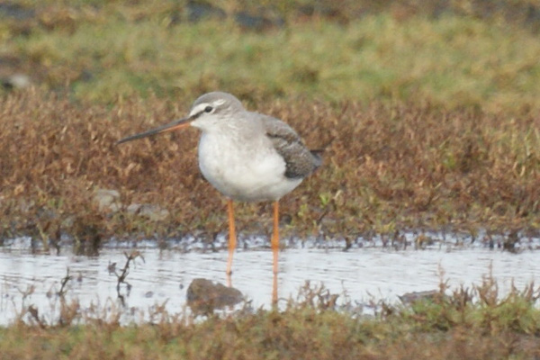 zwarte ruiter