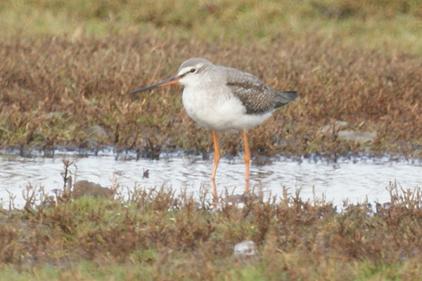 zwarte ruiter