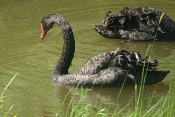 zwarte zwaan