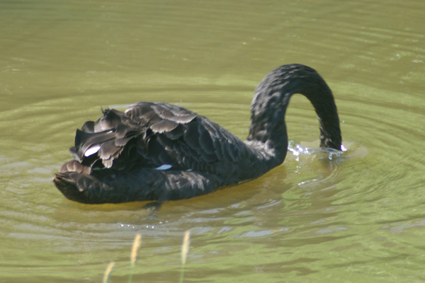 zwarte zwaan