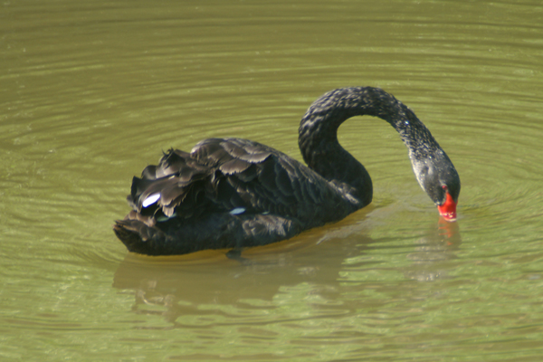 zwarte zwaan