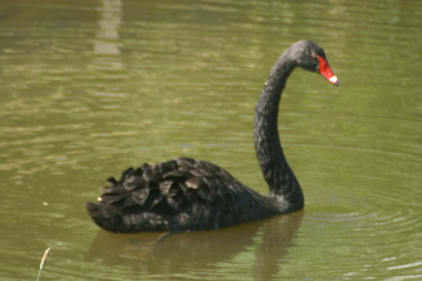 zwarte zwaan