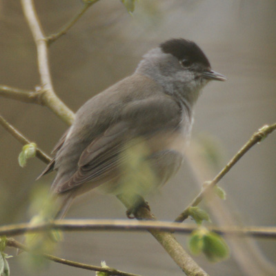 zwartkop